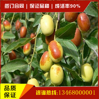 哪里能買到品種的棗樹(shù)苗