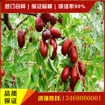 山東的棗樹苗價格山東的棗樹苗的品質(zhì)