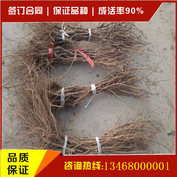 供應(yīng)商推出葡萄苗全新品種葡萄苗新品種