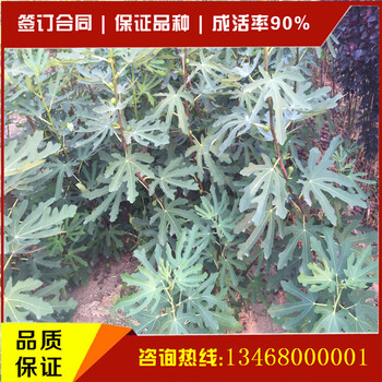 供應(yīng)商推出無(wú)花果苗全新品種無(wú)花果苗新品上市