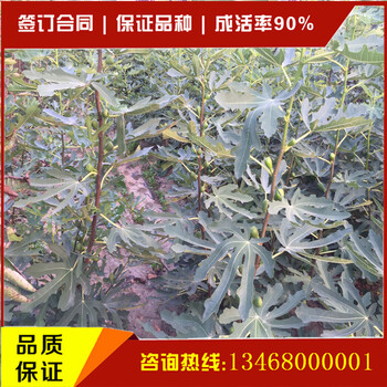 無(wú)花果苗適不適合南方種植無(wú)花果苗適不適合北方種植