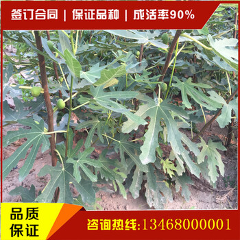 哪里有無花果苗種植基地那里的無花果苗品種