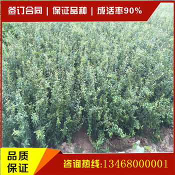 供應(yīng)商推出的石榴苗全新品種石榴苗新品上市