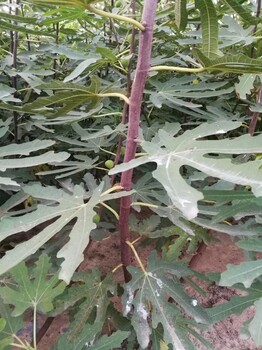 山東的波姬紅無(wú)花果苗怎么樣山東的波姬紅無(wú)花果苗成活率怎么樣