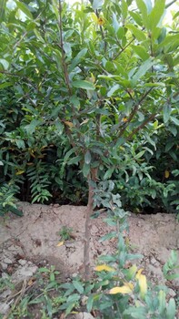 山東的泰山紅石榴苗怎么樣山東的泰山紅石榴苗成活率怎么樣