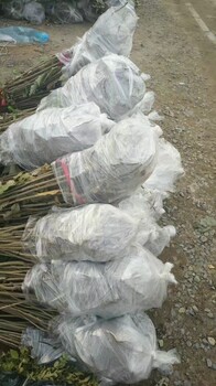 哪里能買到品種的華光板栗苗