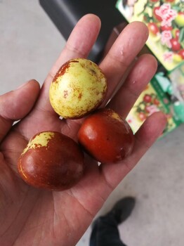 哪里能買(mǎi)到品種的冬棗苗