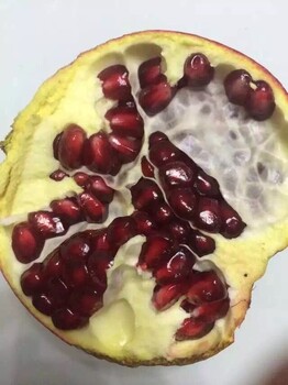 哪里能買(mǎi)到品種的大青皮石榴苗