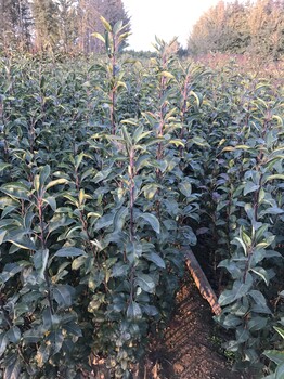山東的紅肉蘋果苗的價(jià)格山東的紅肉蘋果苗的品質(zhì)