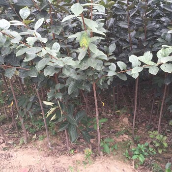 磨盤柿子苗多少錢一株磨盤柿子苗種植基地