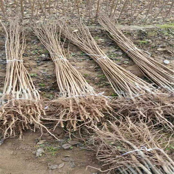 脆红李子苗多少钱一株脆红李子苗种植基地