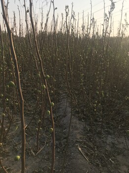 波姬红无花果苗多少钱一株波姬红无花果苗种植基地