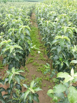 矮化蘋果苗種植基地貴州省矮化蘋果苗價格