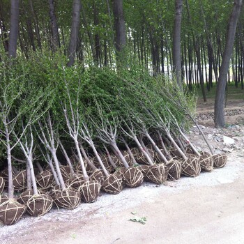 木槿樹苗多少錢一棵山東正規(guī)木槿樹苗種植基地