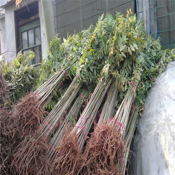 哪里有可食用香椿苗種植基地可食用香椿苗