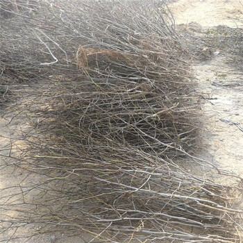 哪里有龍須棗樹苗種植基地龍須棗樹苗