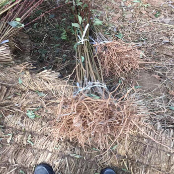哪里有蜂糖李子苗種植基地蜂糖李子苗