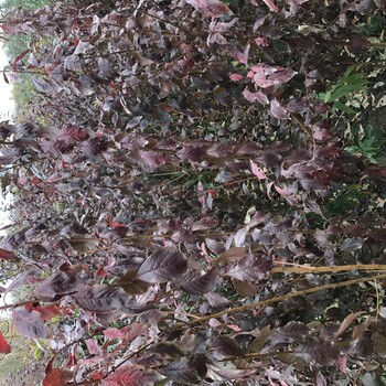 哪里有紅葉李樹苗種植基地紅葉李樹苗