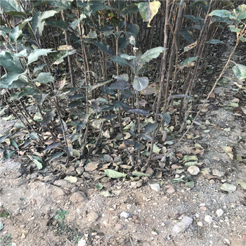 晚秋黃梨梨樹苗適不適合南北方種植四川省晚秋黃梨梨樹苗