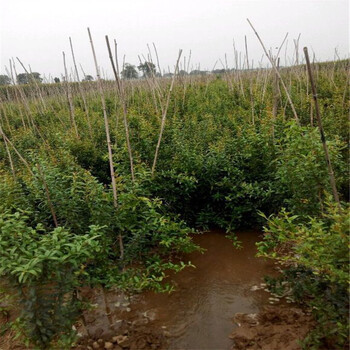 突尼斯軟籽石榴苗適不適合南北方種植浙江省突尼斯軟籽石榴苗