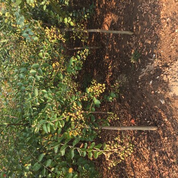 紫薇樹苗適不適合南北方種植天津紫薇樹苗報(bào)價(jià)