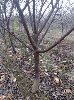 榆叶梅树苗多少钱一株山东正规榆叶梅树苗种植基地