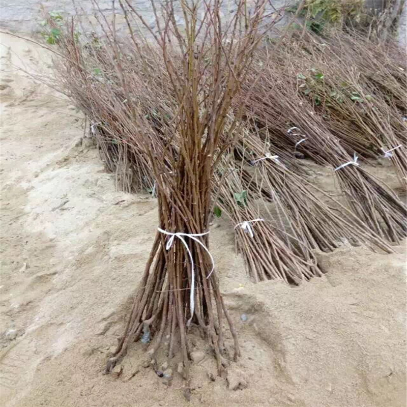 安徽泰山大板栗种植基地