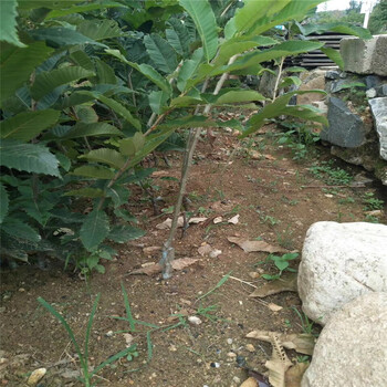 重慶板栗苗新品種種植基地