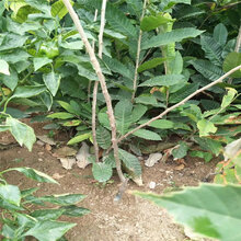 吉林华光板栗苗种植基地图片