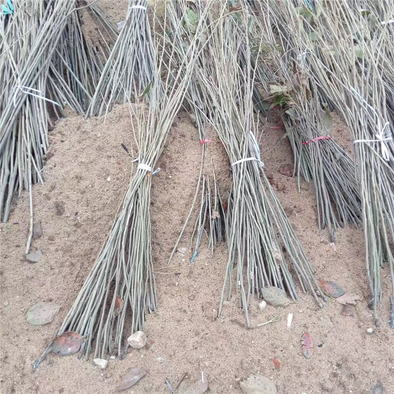 云南板栗苗品種種植基地