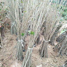 吉林华光板栗苗种植条件图片