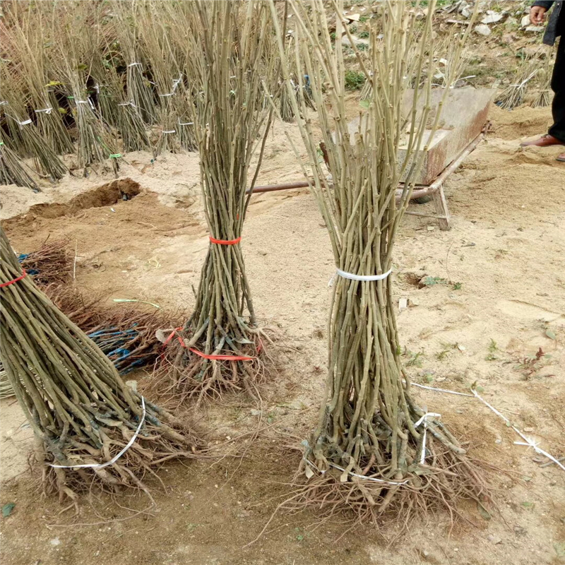 江苏华丰板栗苗种植基地