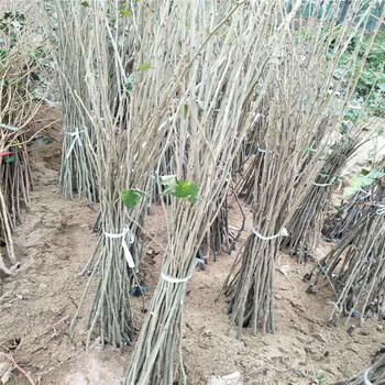 福建華光板栗苗種植條件