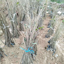 吉林华丰板栗苗种植条件图片
