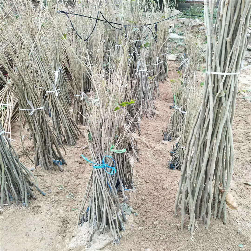 浙江板栗苗品种种植基地