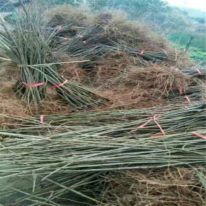 浙江泰山大板栗哪里便宜