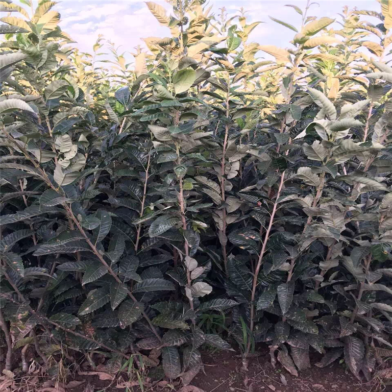 寧夏泰山大板栗哪里便宜
