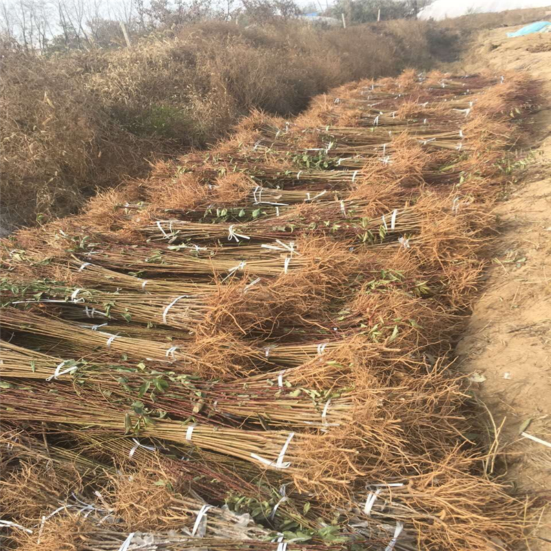 吉林桃樹實生苗哪里有貨量充足