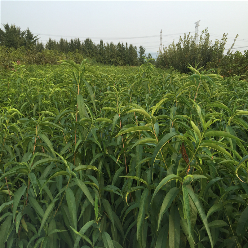 湖北桃樹(shù)實(shí)生苗哪里有貨量充足
