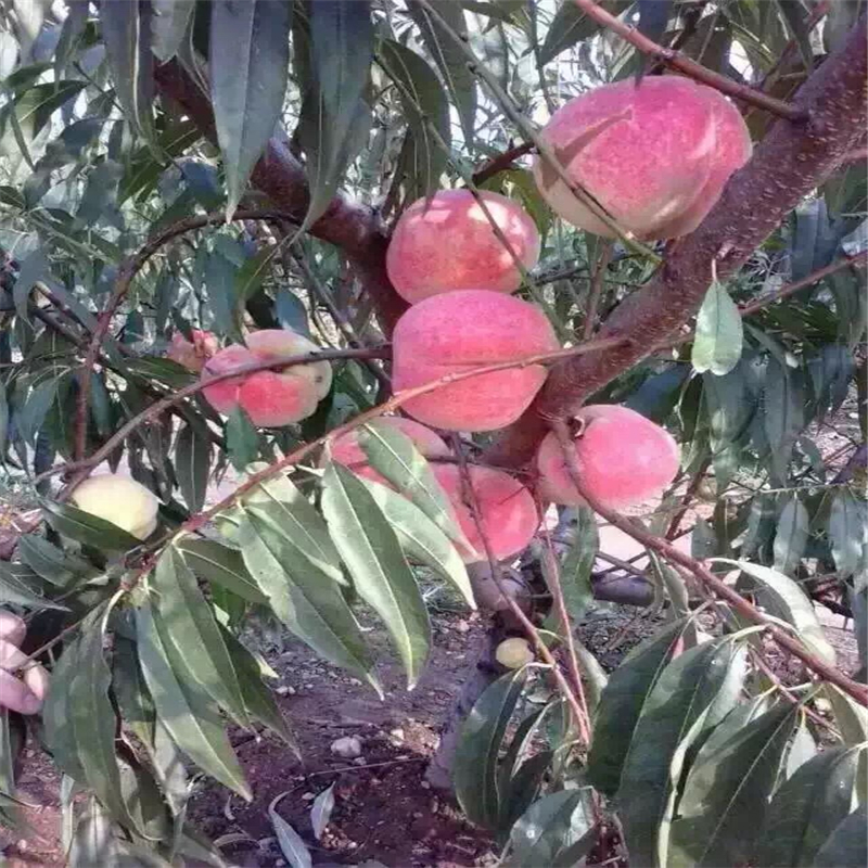 福建桃樹實生苗哪里有貨量充足