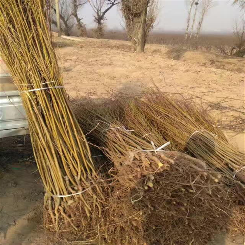 甘肅桃樹實生苗哪里便宜裝車價格