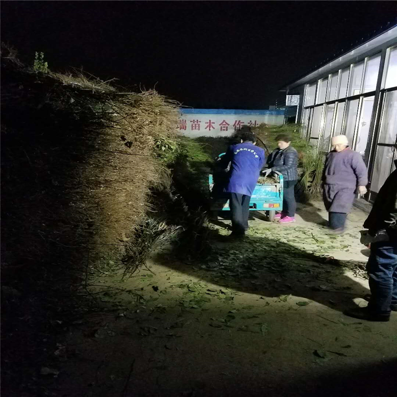 福建桃樹實生苗哪里有貨量充足