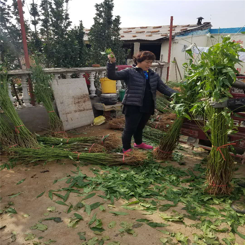 甘肅桃樹實生苗哪里便宜裝車價格