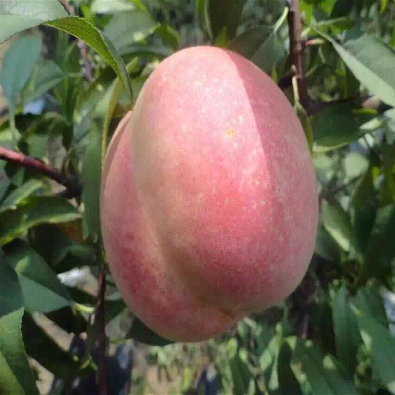 湖北桃樹(shù)實(shí)生苗哪里有貨量充足