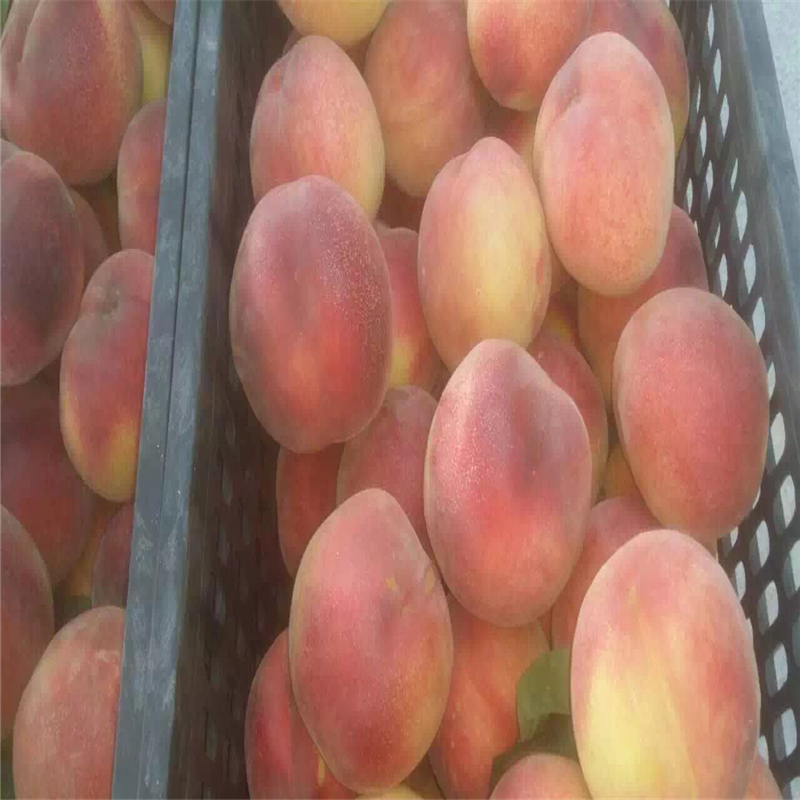 湖北桃樹(shù)實(shí)生苗哪里有貨量充足