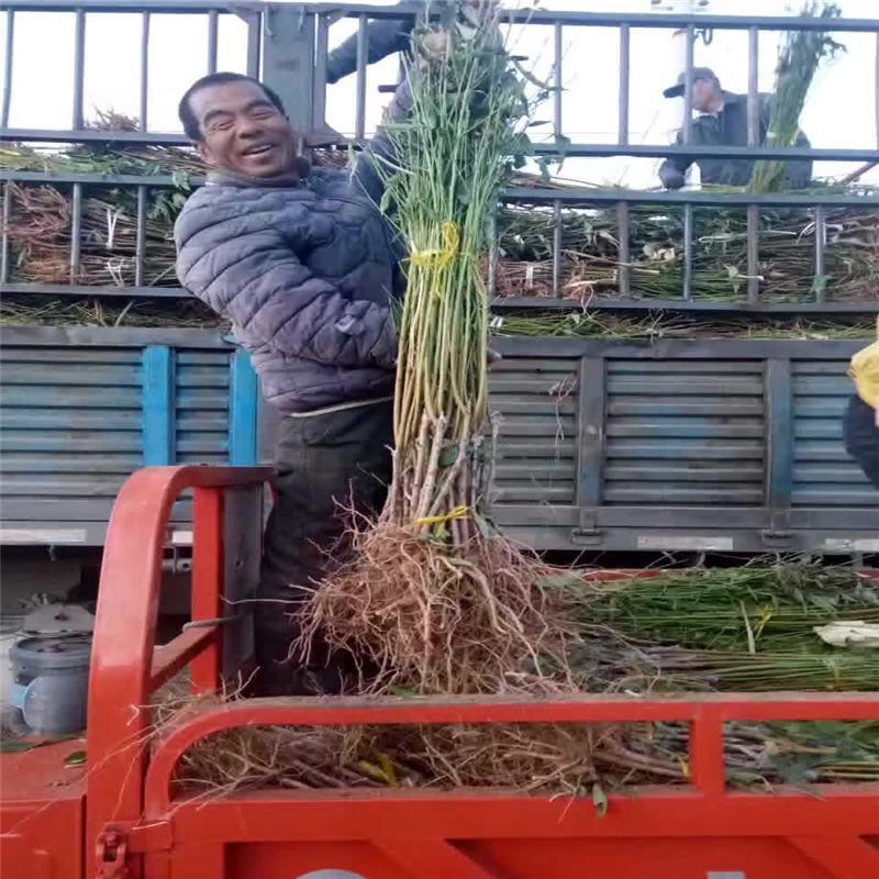 福建桃树实生苗哪里有装车价格