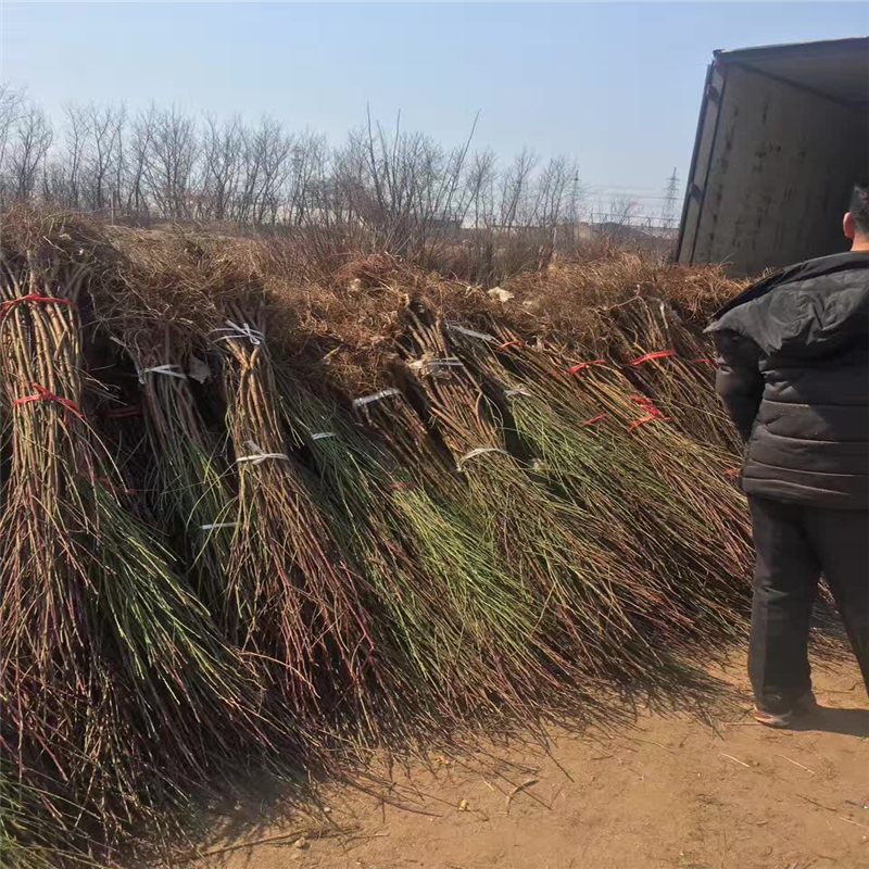 福建桃樹實生苗哪里有貨量充足