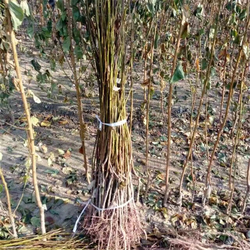 海南桃树实生苗哪里有装车价格