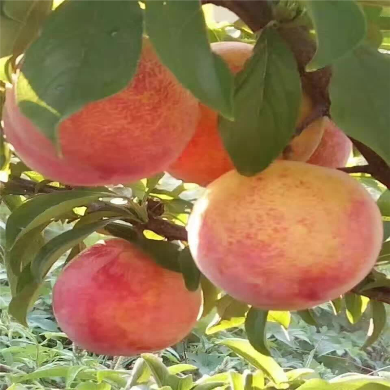 江蘇桃樹實生苗哪里有貨量充足