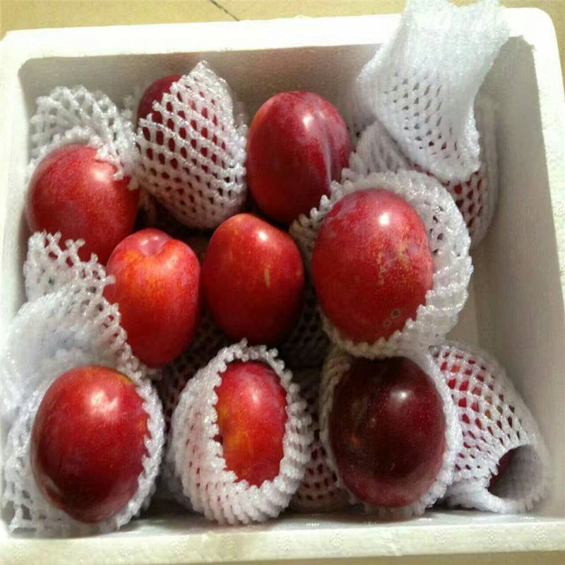河南桃樹實(shí)生苗哪里有貨量充足
